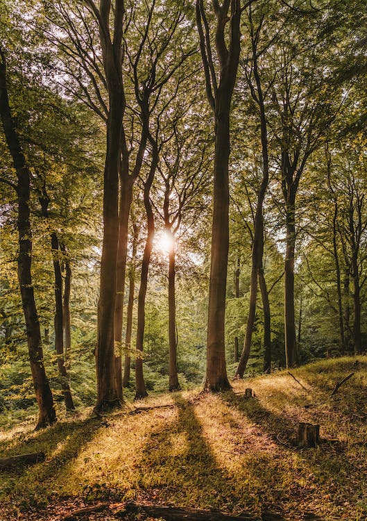 image de nature avec des arbres dans la forêt et un rayon de soleil qui passe et qu'on aperçoit au loin avec de la verdure